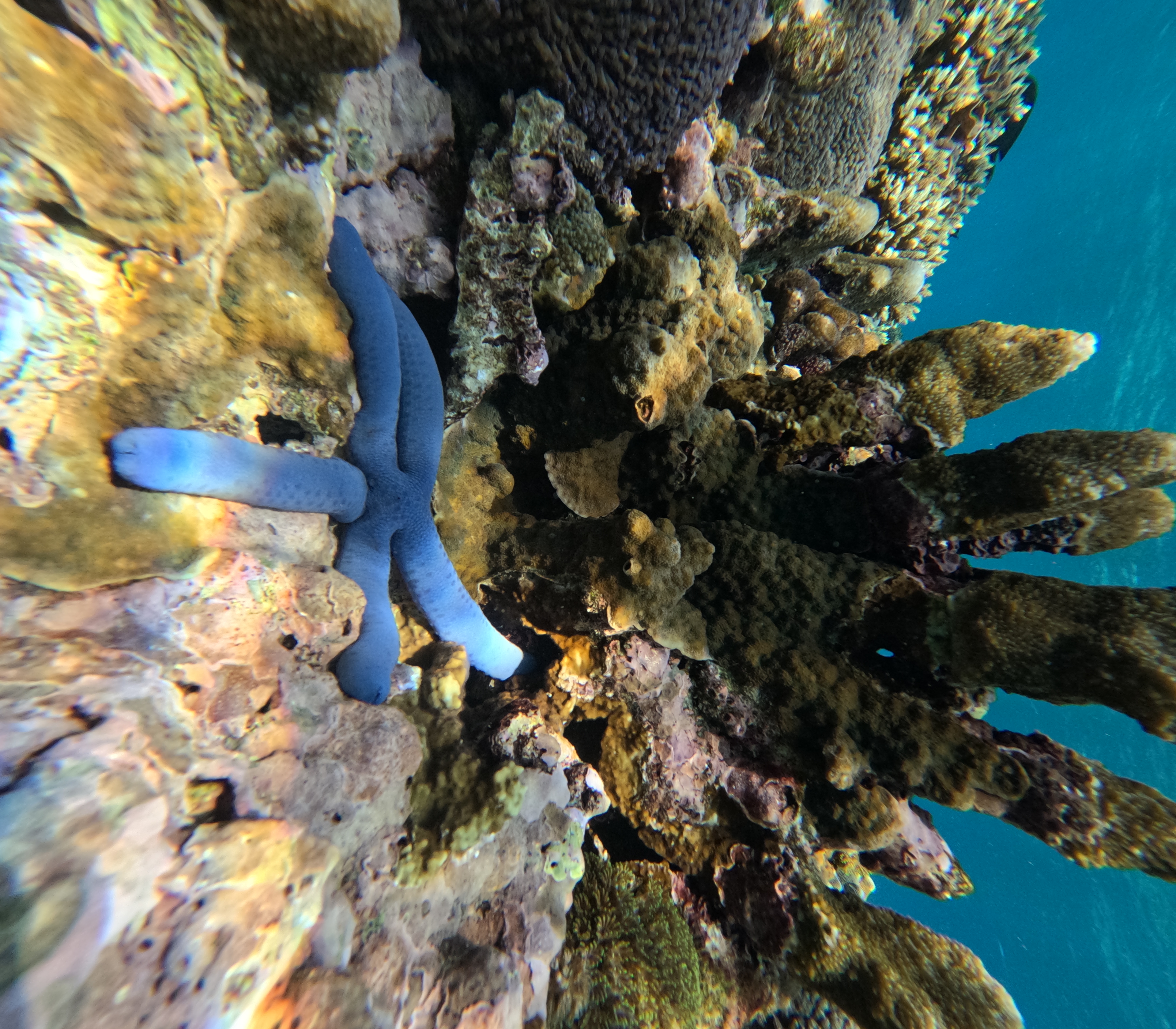 Etoile de mer bleue lors d'une sortie snorkeling